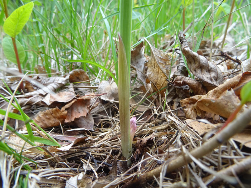 Polygonatum odoratum - Sigillo di Salomone